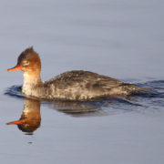 Red-breasted merganser (female)