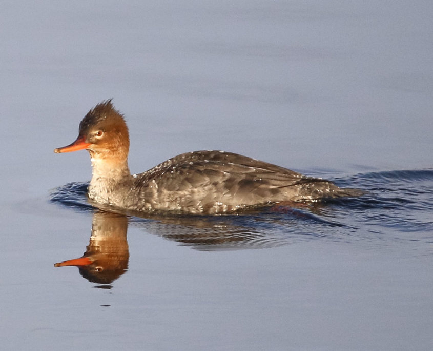 Red-breasted merganser (female)