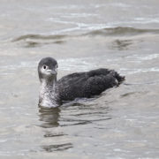 Red-throated diver with winter plumage