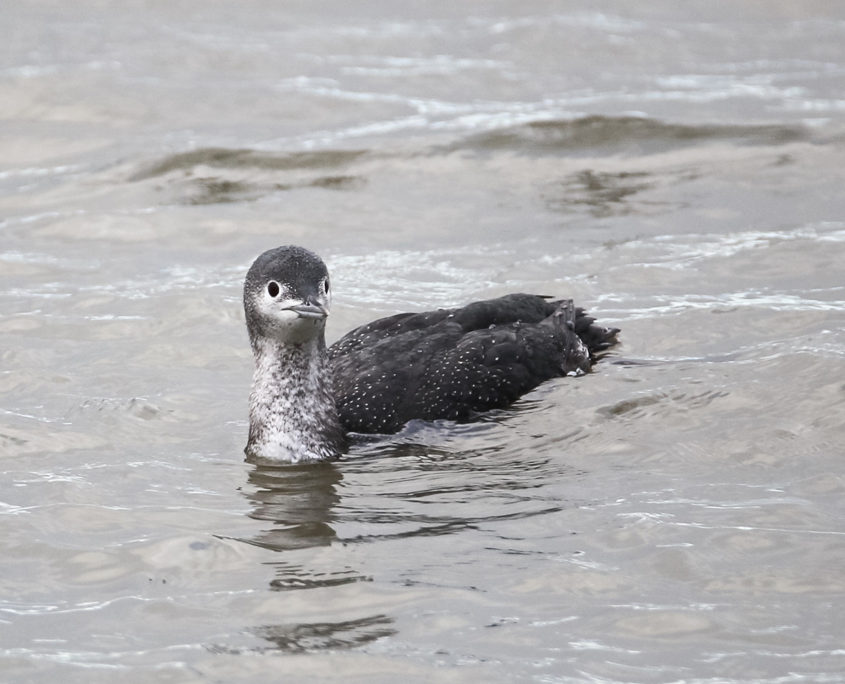 Red-throated diver with winter plumage