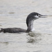 Red-throated diver with winter plumage