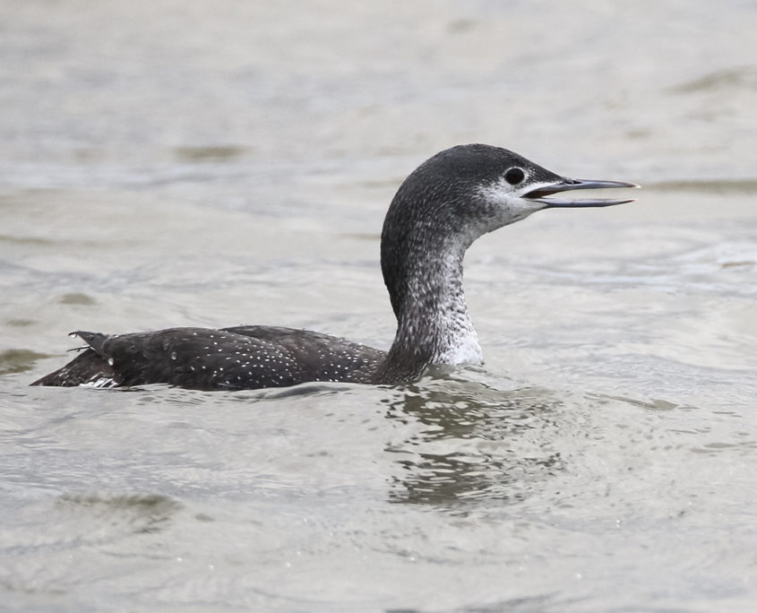 Red-throated diver with winter plumage