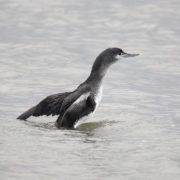 Red-throated diver with winter plumage