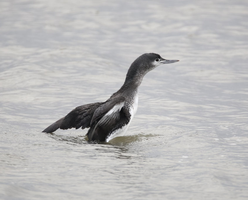 Red-throated diver with winter plumage