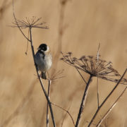 Reed bunting