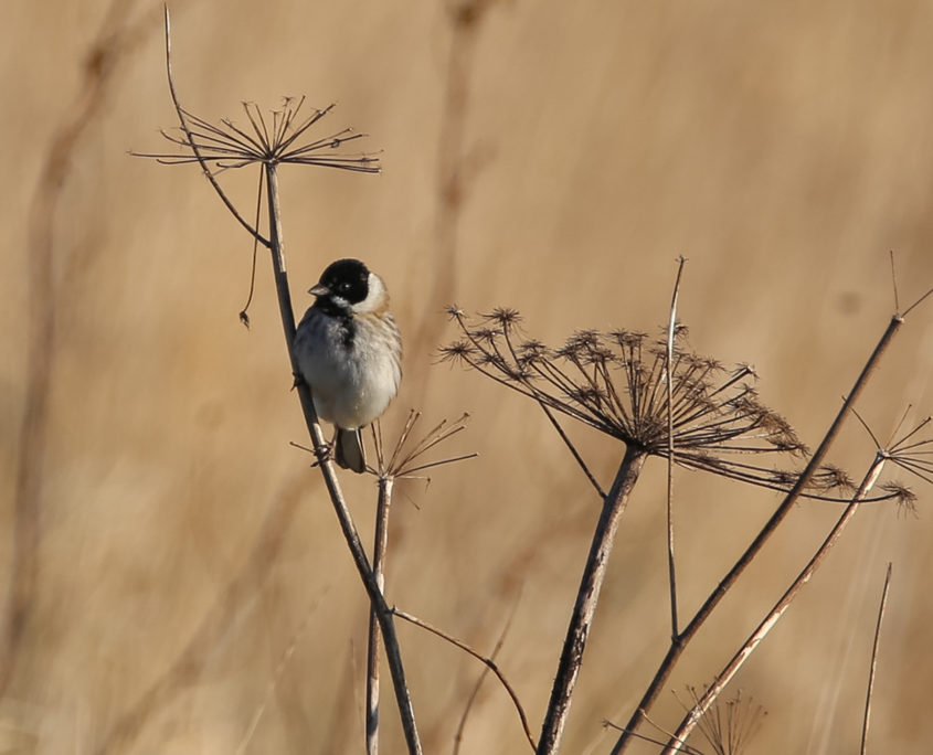 Reed bunting