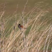 Reed bunting