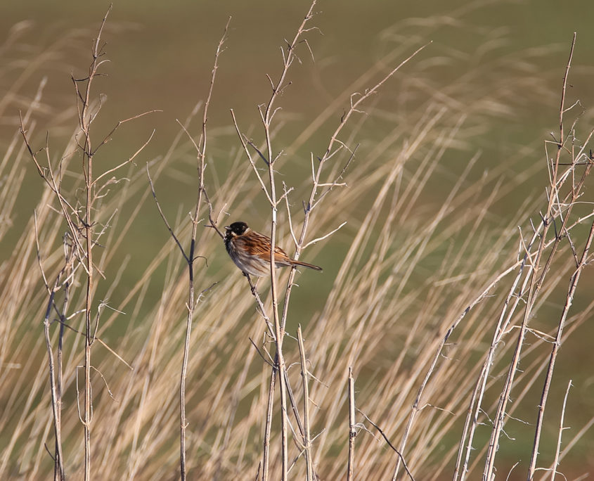 Reed bunting