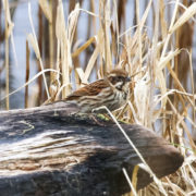 Reed bunting