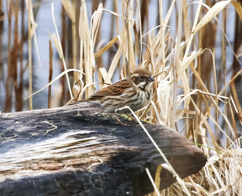 Reed bunting