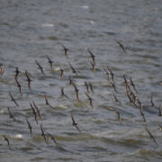 Dunlin