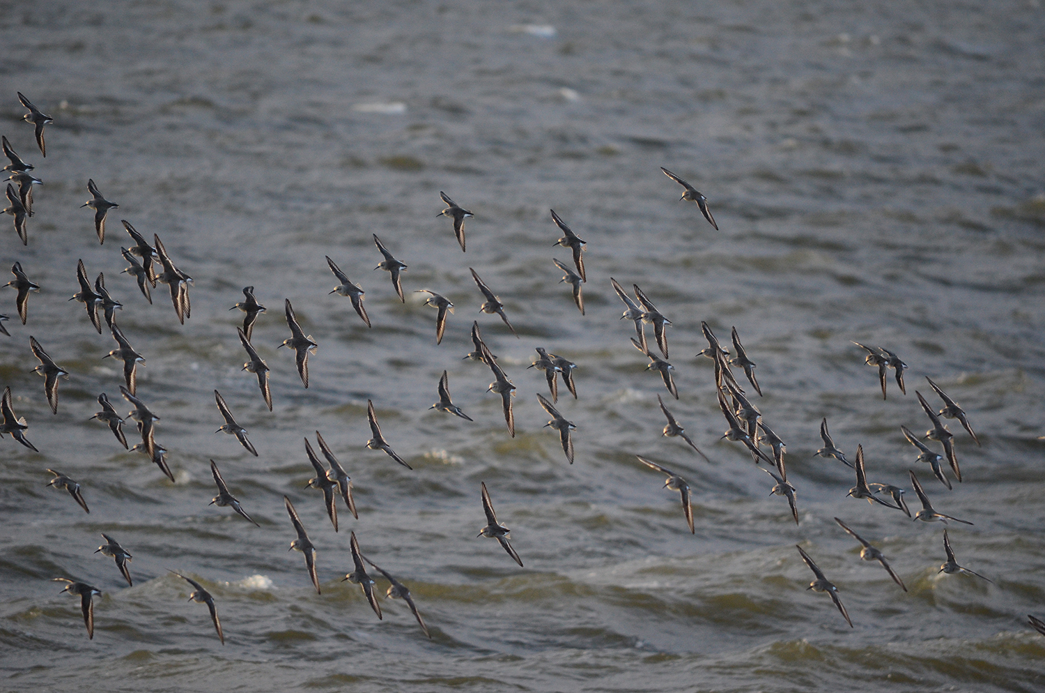 Dunlin