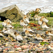 A Knot among Dunlin