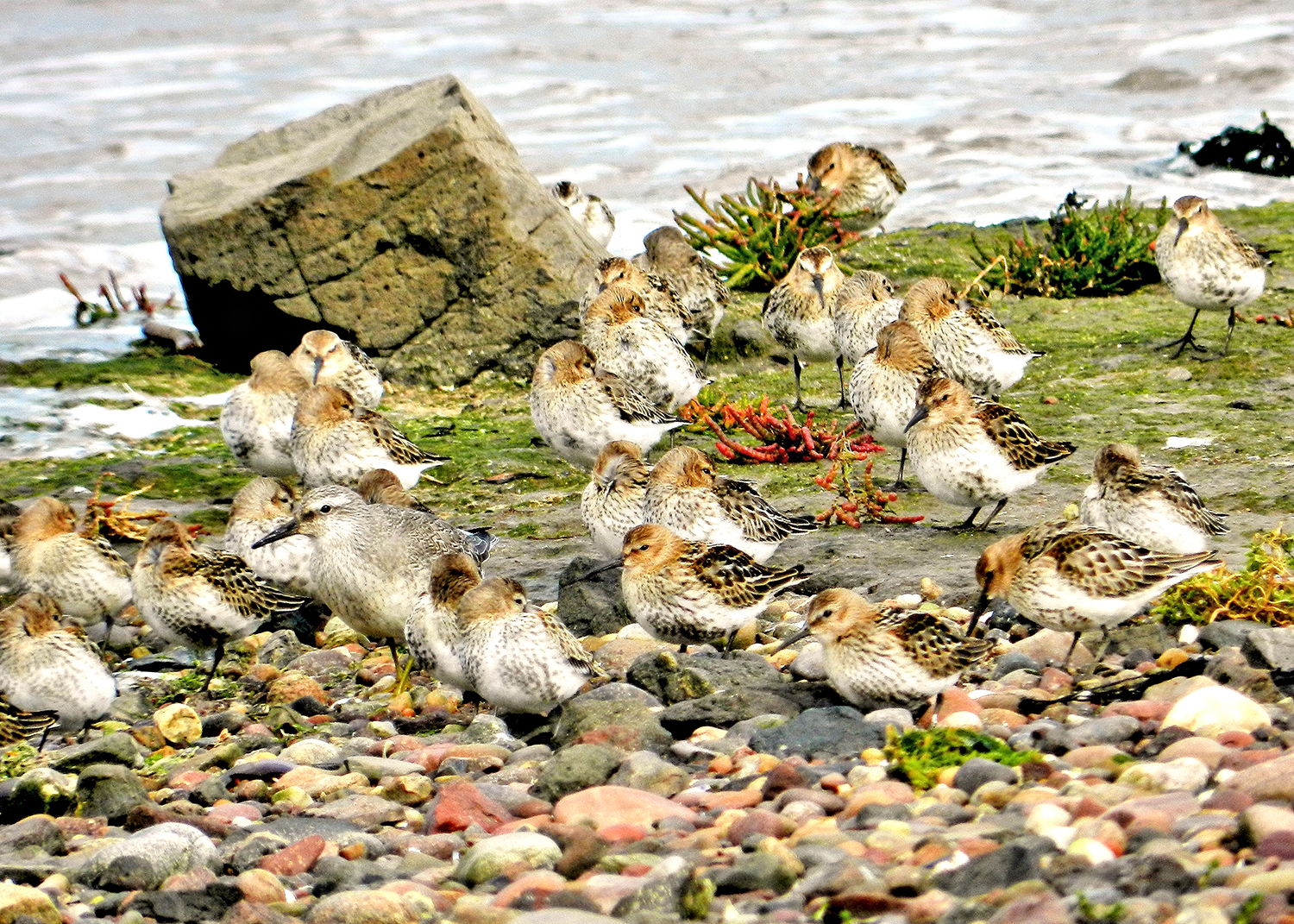 A Knot among Dunlin