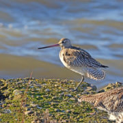 Bar-tailed godwit