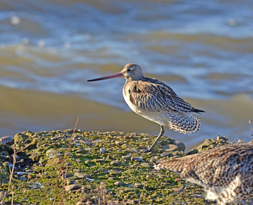 Bar-tailed godwit