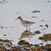 Redshank