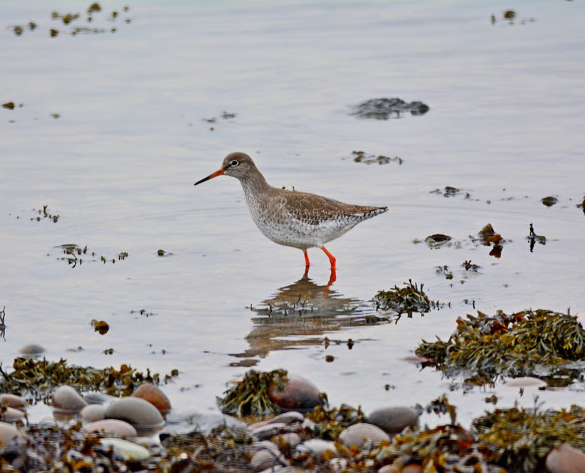 Redshank