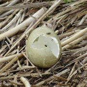 Mute swan egg