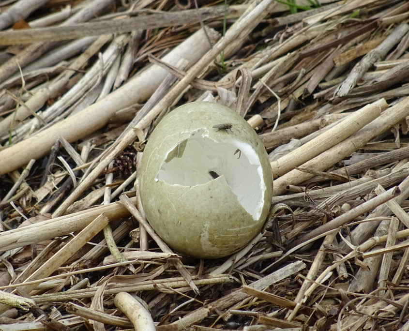 Mute swan egg