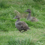 Eider duck