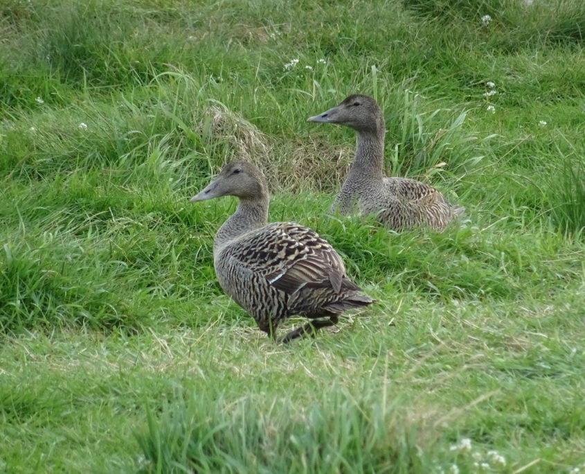 Eider duck