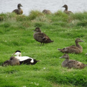 Eider duck