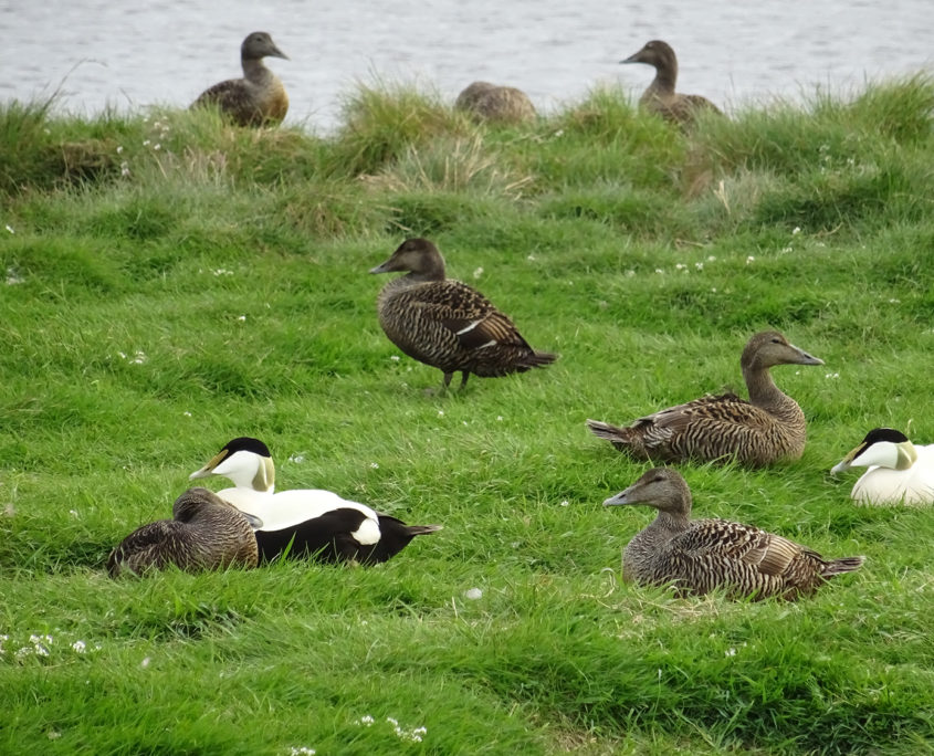 Eider duck