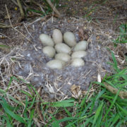 Eider duck eggs