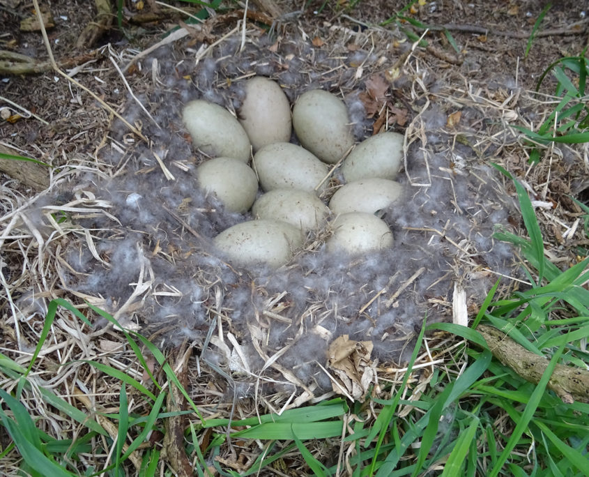 Eider duck eggs