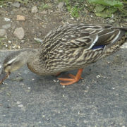 Mallard