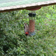 Great spotted woodpecker