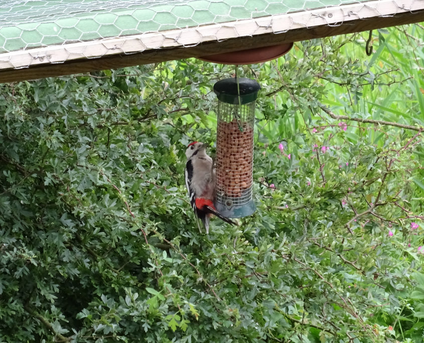 Great spotted woodpecker