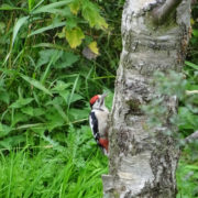 Great spotted woodpecker