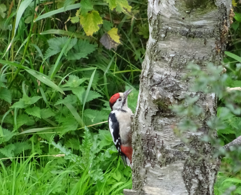 Great spotted woodpecker