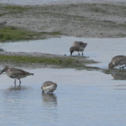 Group of Dunlin