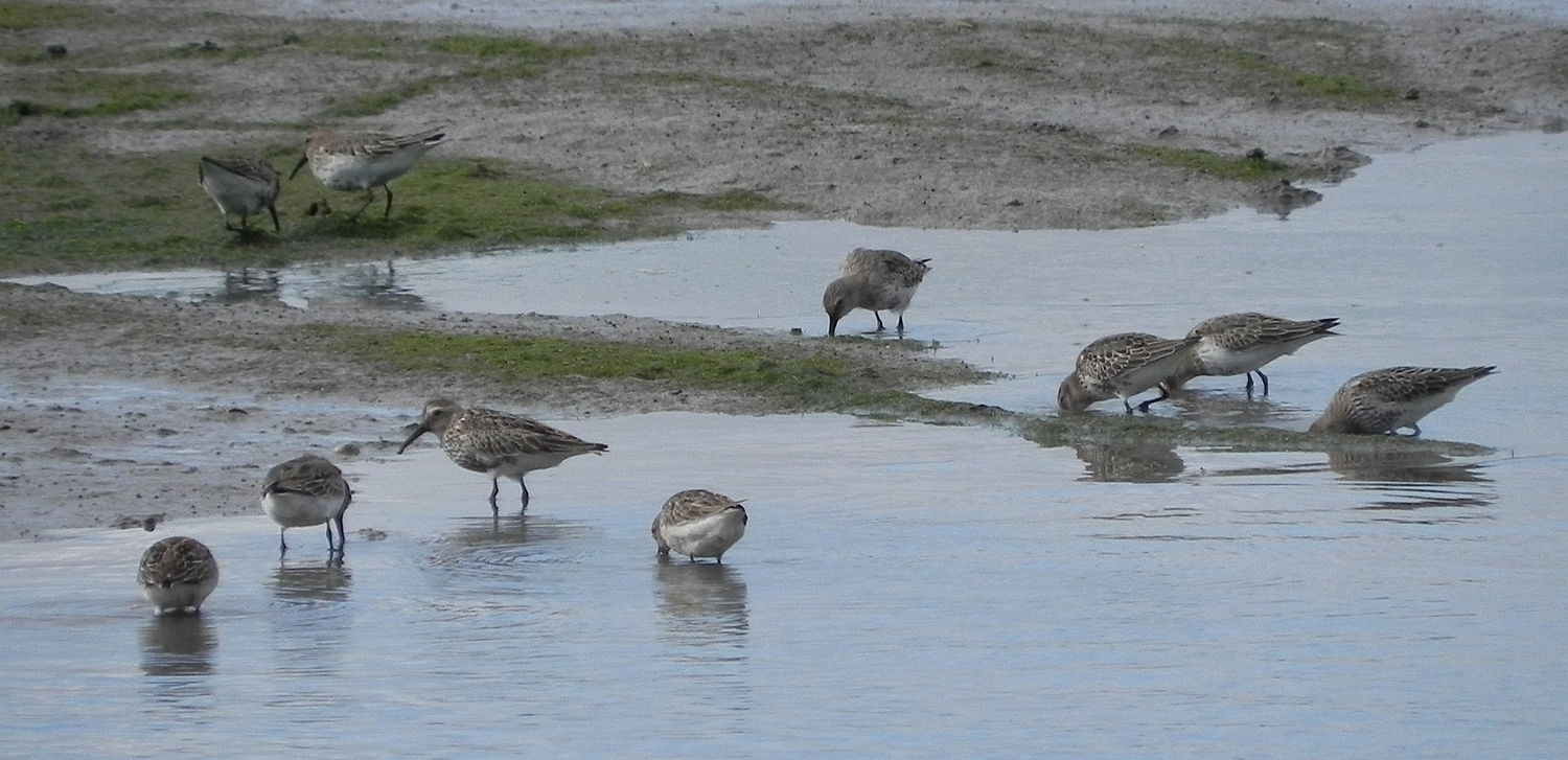 Group of Dunlin