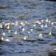 Dunlin in flight