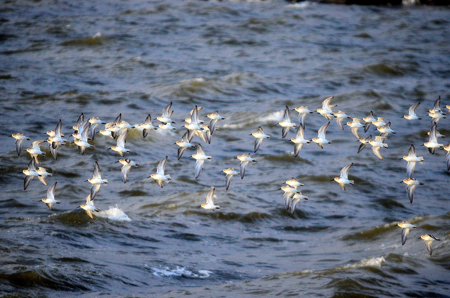 Dunlin in flight