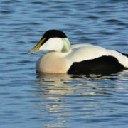 Eider duck