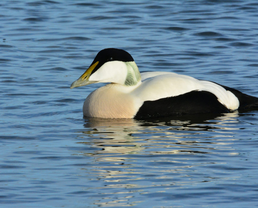 Eider duck