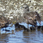 Eider duck