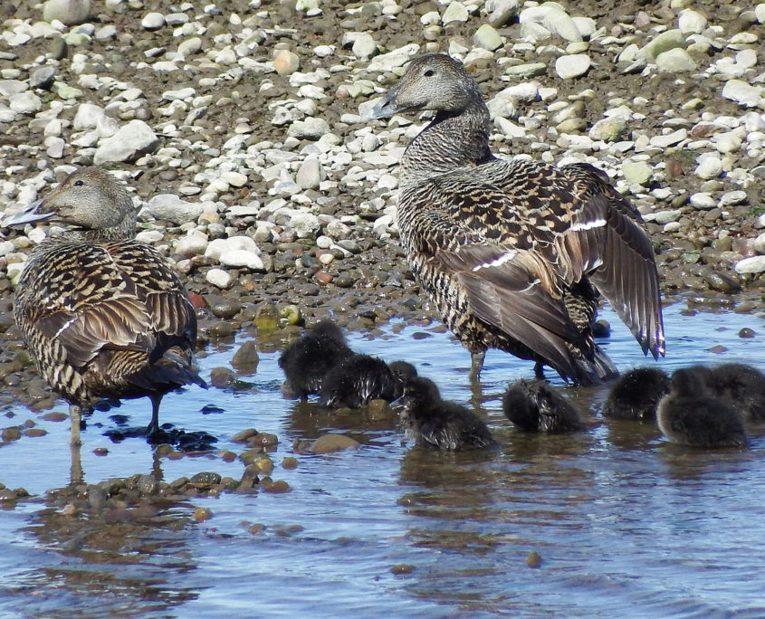 Eider duck