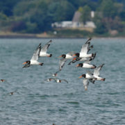 Oystercatchers in flight