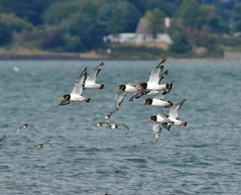 Oystercatchers in flight