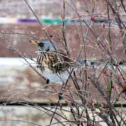 Fieldfare