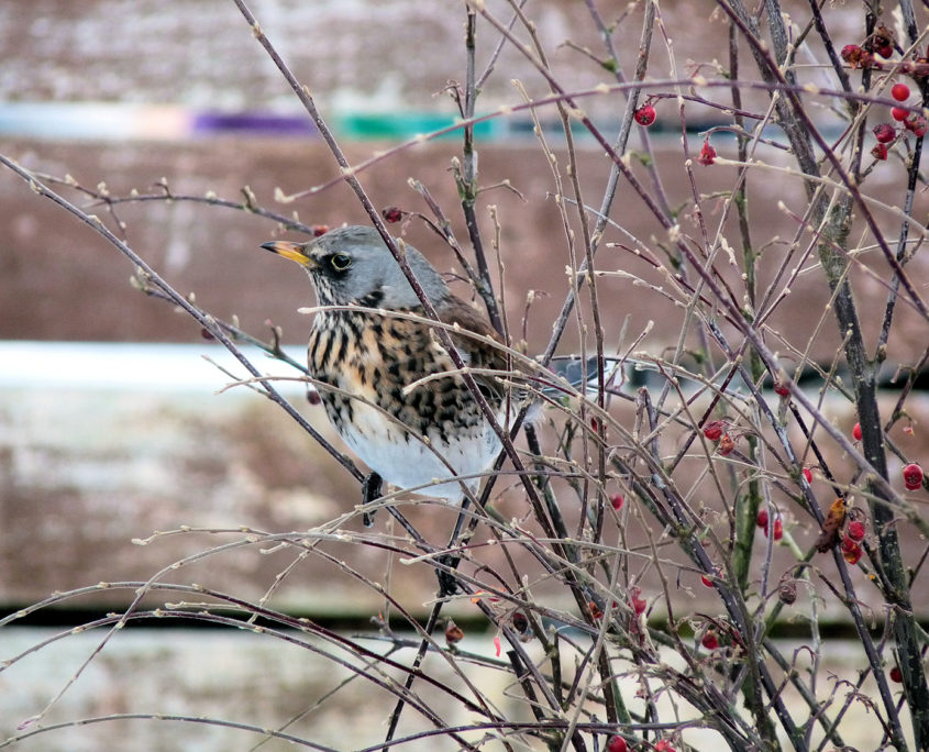 Fieldfare