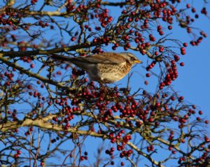 Fieldfare