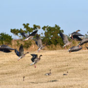 Pink-footed geese