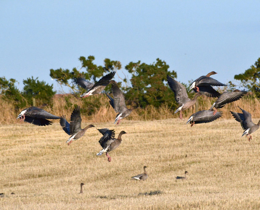 Pink-footed geese